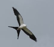 IMG_9136-c1-web * Swallow-tailed Kite; Sebastian River Buffer Zone. * 904 x 800 * (229KB)