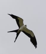 IMG_9154-c1-web * Swallow-tailed Kite; Sebastian River Buffer Zone. * 690 x 800 * (166KB)