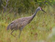IMG_9155-c1-web * Sandhill Crane; Sebastian River Buffer Zone. * 1038 x 800 * (332KB)