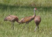 IMG_9181-c1-web * Sandhill Cranes; Sebastian River Buffer Zone. * 1050 x 748 * (408KB)