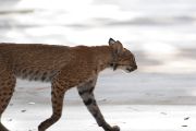 IMG_9269-c1-web * Bobcat; Wakodahatchee Wetlands. * 1050 x 700 * (244KB)