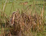 IMG_9291-c1-web * On subsequent visits I was able to spot some of the juvenile bitterns; it was the tail end of breeding season.  This one looked particularly forlorn and yet hopeful for its parents' return. * 1027 x 800 * (394KB)