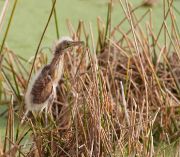 IMG_9300-c1-web * Juvenile Least Bittern; Wakodahatchee Wetlands. * 912 x 800 * (359KB)