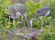 IMG_9383-c1-alt-web * Great Blue Heron chicks; Wakodahatchee Wetlands. * 1050 x 772 * (469KB)