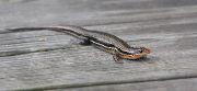IMG_9434-web * Skink; Wakodahatchee Wetlands. * 1050 x 487 * (208KB)