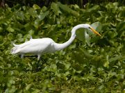 IMG_9493-c1-web * Great Egreat; Green Cay. * 1050 x 784 * (389KB)