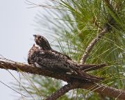 IMG_9611-c1-web * Common Nighthawk; Green Cay. * 1000 x 800 * (389KB)