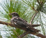 IMG_9619-c1-web * Common Nighthawk; Green Cay. * 977 x 800 * (446KB)