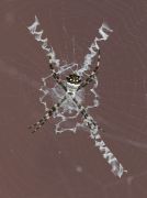 IMG_9646-c1-web * Spider; Seacrest Scrub Natural Area. * 598 x 800 * (159KB)