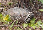 IMG_9650-c1-web * Gopher Tortoise; Seacrest Scrub Natural Area. * 1050 x 737 * (504KB)