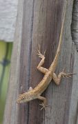 IMG_9695-c1-web * Anole; Seacrest Scrub Natural Area. * 505 x 800 * (190KB)