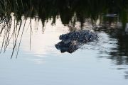 IMG_9716-c1-web * Alligator; Wakodahatchee Wetlands. * 1050 x 700 * (237KB)