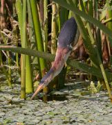 IMG_9845-alt-web * Least Bittern hunting; Wakodahatchee Wetlands. * 722 x 800 * (352KB)