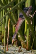 IMG_9926-web * Least Bittern hunting; Wakodahatchee Wetlands. * 533 x 800 * (247KB)