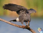 Kissimmee * (27 Slides)