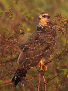 IMG_8398-c1-web * Snail Kite (female) * Snail Kite (female) * 600 x 800 * (231KB)