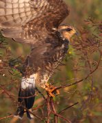 IMG_8406-c1-web * Snail Kite (female) * Snail Kite (female) * 666 x 800 * (252KB)