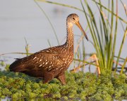 IMG_8443-c1-web * Limpkin * Limpkin * 1000 x 800 * (365KB)