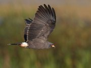 IMG_8620-c1-web * Snail Kite (male) * Snail Kite (male) * 1050 x 788 * (192KB)