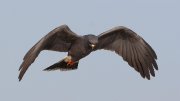 IMG_8674-c1-web * Snail Kite (male) * Snail Kite (male) * 1050 x 590 * (127KB)