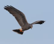 IMG_8676-c1-web * Snail Kite (male) * Snail Kite (male) * 1050 x 854 * (143KB)