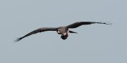 IMG_8843-c1-web * Snail Kite (male) * Snail Kite (male) * 1050 x 525 * (122KB)