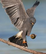 IMG_8852-c1-alt2-web * Snail Kite (male) * Snail Kite (male) * 685 x 800 * (207KB)