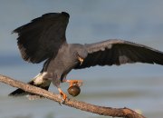 IMG_8853-c1-web * Snail Kite (male) * Snail Kite (male) * 1050 x 764 * (214KB)