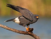 IMG_8863-c1-web * Snail Kite (male) * Snail Kite (male) * 1040 x 800 * (244KB)