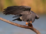 IMG_8868-c1-web * Snail Kite (male) * Snail Kite (male) * 1050 x 787 * (254KB)