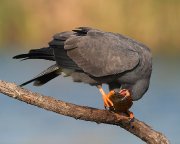 IMG_8898-c1-alt-web * Snail Kite (male) * Snail Kite (male) * 999 x 800 * (269KB)