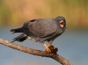 IMG_8901-c1-web * Snail Kite (male) * Snail Kite (male) * 1050 x 787 * (228KB)