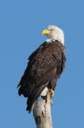 IMG_0027-c1-web * Bald Eagle * Bald Eagle * 533 x 800 * (188KB)