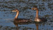 IMG_0134-c1-web * Pied-billed Grebes * Pied-billed Grebes * 1050 x 591 * (292KB)