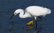 IMG_0148-c1-web * Snowy Egret * Snowy Egret * 1050 x 649 * (211KB)