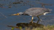 IMG_0159-c1-web * Tricolored Heron * Tricolored Heron * 1050 x 591 * (218KB)