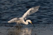 IMG_0333-c1-web * Snowy Egret * Snowy Egret * 1050 x 700 * (281KB)