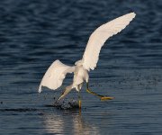 IMG_0335-c1-web * Snowy Egret * Snowy Egret * 960 x 800 * (245KB)