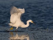 IMG_0366-web * Snowy Egret * Snowy Egret * 1050 x 788 * (306KB)