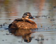 IMG_9728-alt3-web * Masked Duck (female) * Masked Duck (female) * 1000 x 800 * (289KB)