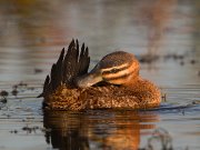 IMG_9735-alt3-web * Masked Duck (female) * Masked Duck (female) * 1050 x 788 * (317KB)
