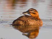 IMG_9752-alt3-web * Masked Duck (female) * Masked Duck (female) * 1050 x 787 * (296KB)