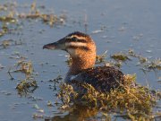 IMG_9802-alt4-web * Masked Duck (female) * Masked Duck (female) * 1050 x 788 * (338KB)