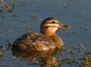 IMG_9837-alt-web * Masked Duck (female) * Masked Duck (female) * 1050 x 787 * (313KB)