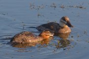 IMG_9862-alt2-web * Masked Duck (female) and Ruddy Duck (female) * Masked Duck (female) and Ruddy Duck (female) * 1050 x 700 * (252KB)