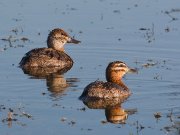 IMG_9922+3-alt2-web * Masked Duck (female) and Ruddy Duck (female) * Masked Duck (female) and Ruddy Duck (female) * 1050 x 788 * (282KB)