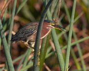 IMG_9928-c1-web * Green Heron * Green Heron * 1000 x 800 * (255KB)