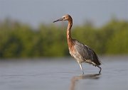 IMG_1698-web * Reddish Egret; Fort de Soto * Reddish Egret; Fort de Soto