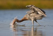 IMG_1768-web * Reddish Egret; Fort de Soto * Reddish Egret; Fort de Soto