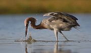IMG_1769-web * Reddish Egret; Fort de Soto * Reddish Egret; Fort de Soto